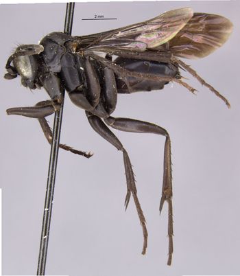 Media type: image;   Entomology 10396 Aspect: habitus lateral view